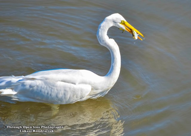 Great Egret