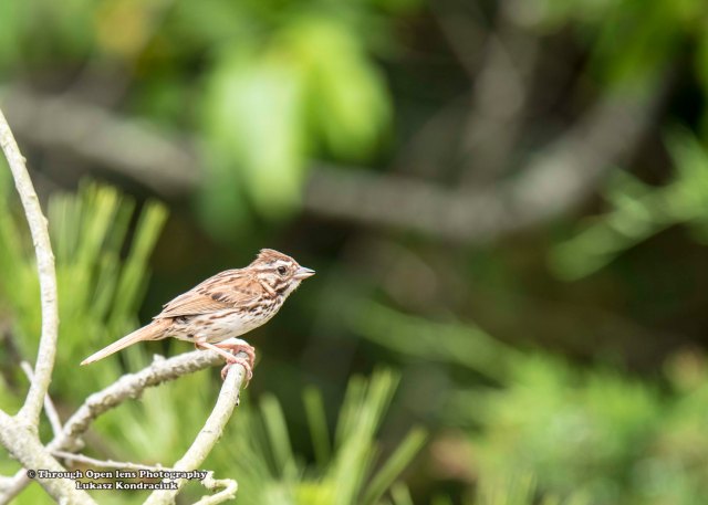 Vesper Sparrow