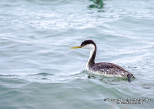Western Grebe