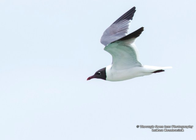 Franklin's Gull 1