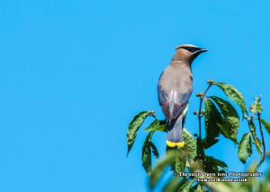 cedar-waxwing-1