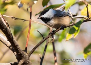 black-capped-chickadee