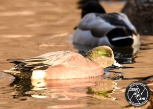 american-wigeon