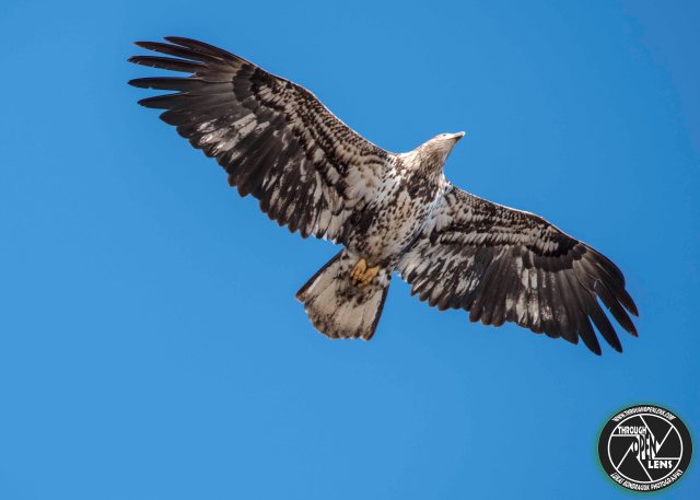 bald-eagle-juvenile