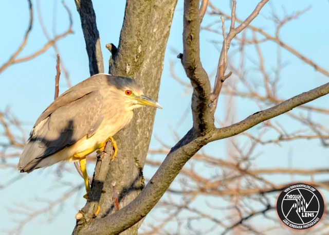 black-crowned-night-heron-tree