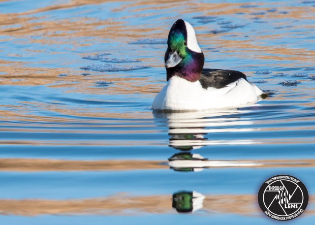 bufflehead