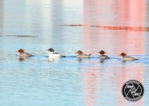 common-merganser-1