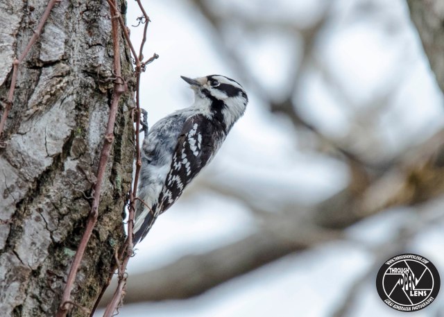 downy-woodpecker-2