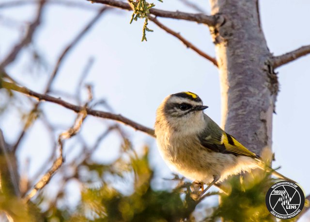 golden-crowned-kinglet