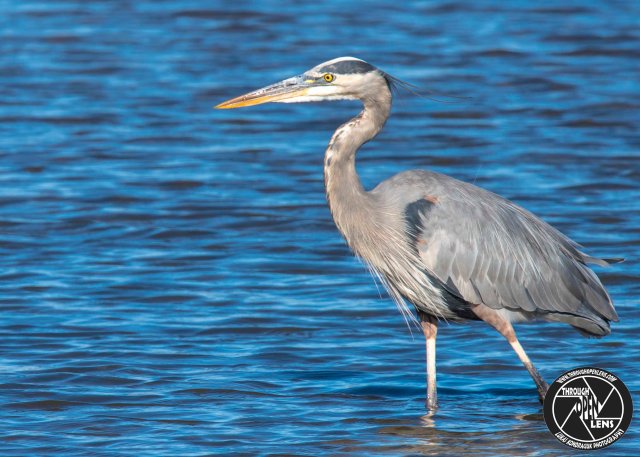 great-blue-heron-water