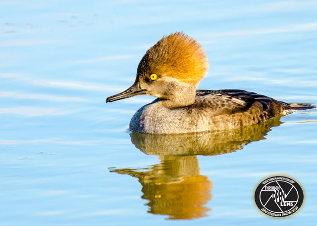 hooded-mergansers-female
