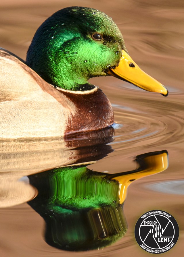 mallard-5