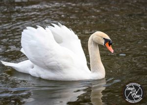 mute-swan-swimming