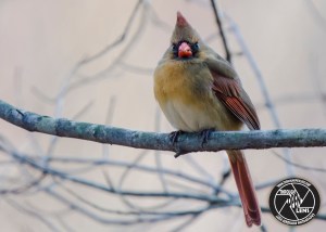 northern-cardinal-4