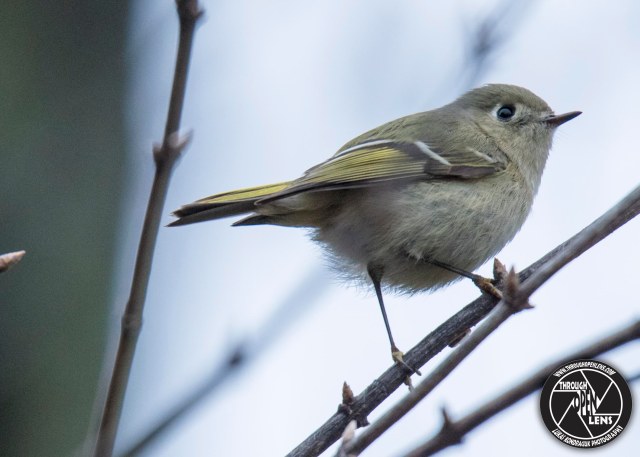 ruby-crowned-kinglet