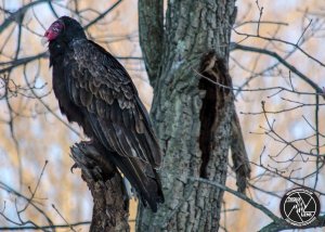 turkey-vulture