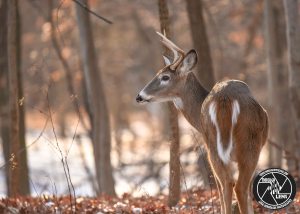 white-tailed-deer-buck