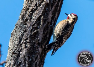 yellow-bellied-sapsucker-2