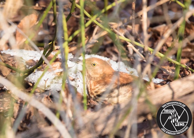 brown-thrasher