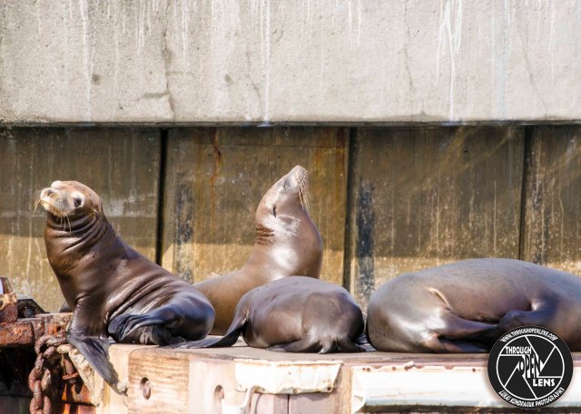 california-sea-lions