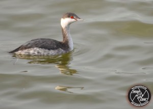 horned-grebe