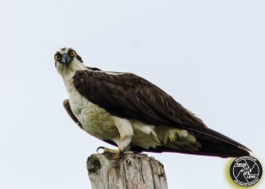 osprey-1