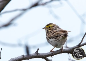 savannah-sparrow