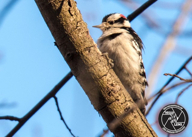 downy-woodpecker-4