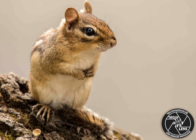 Chipmunk Spectrogram Pleeeease! – Through Open Lens