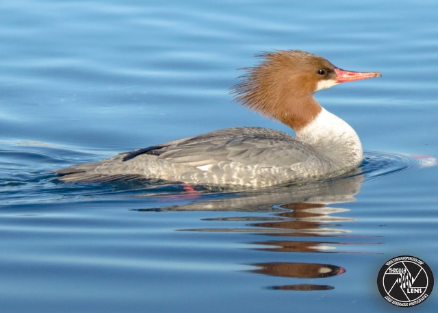I Dont Give A DUCK! – Through Open Lens